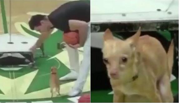 ​Perrito no se aguantó e hizo sus necesidades en pleno show de la NBA (VIDEO)