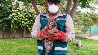 Piura: Rescatan a un gato del pajonal de 5 meses de edad