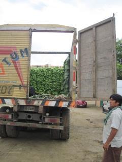 Decomisan camión repleto de banano