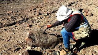 Hallazgo arqueológico: Descubren 1,058 petroglifos y 12 entierros en Miculla, Tacna