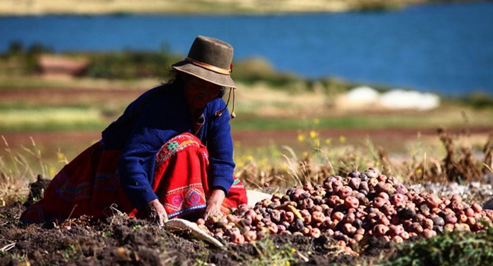 Tendencia: Día del campesino: el origen de esta celebración nacional | NOTICIAS CORREO PERÚ