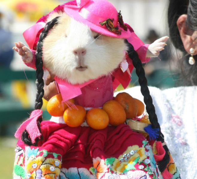 Concurso de modas tendrá al cuy como protagonista