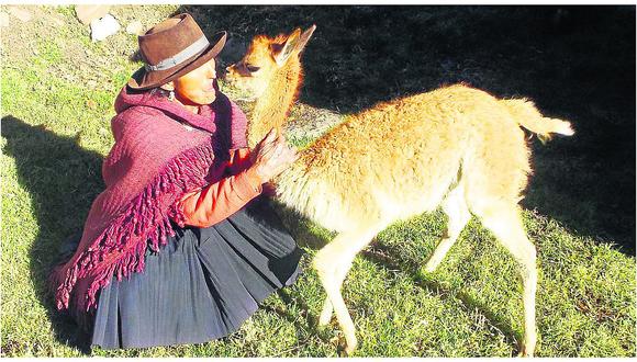 Huancavelica: Triste despedida dan a rescatado bebé vicuña