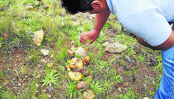 Proyectan iniciar producción de hongos comestibles en Chavín