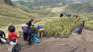 Plantan cien mil especies nativas en comunidad de Cusco (FOTOS)
