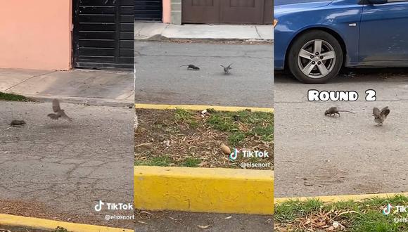 Rata se enfrenta a paloma en la calle. (Foto: composición EC)