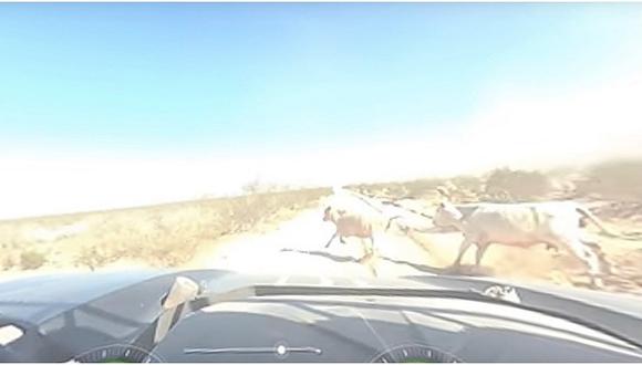 Auto atropella a dos vacas que cruzaron intempestivamente la pista (VIDEO) 