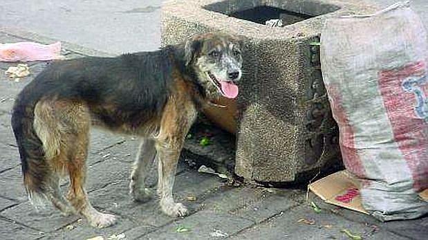 Perros abandonados serán sacrificados en la ciudad de Juliaca