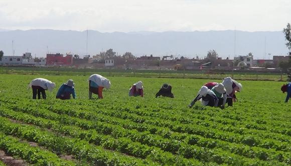 Producción agrícola se reduciría en Arequipa. (Foto: GEC)