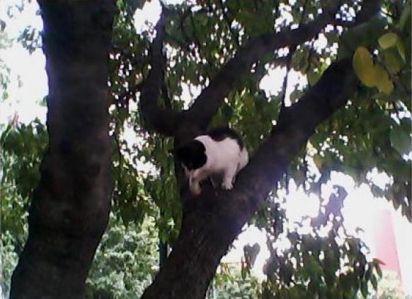 ¡Urgente! Piden ayuda para que rescaten a gatito atrapado en un árbol hace 3 días