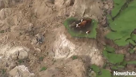 Nueva Zelanda: Vacas quedaron aisladas tras terremoto de 7,8 grados