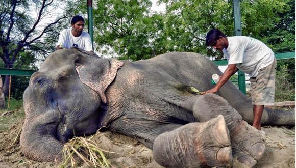 Harán película sobre Raju el elefante que lloró luego de ser liberado