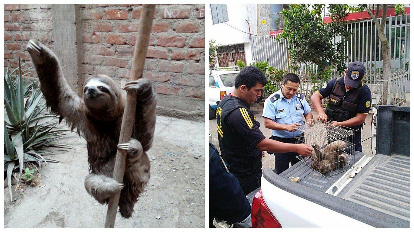 Oso perezoso es encontrado en patio de una vivienda (VIDEO) 
