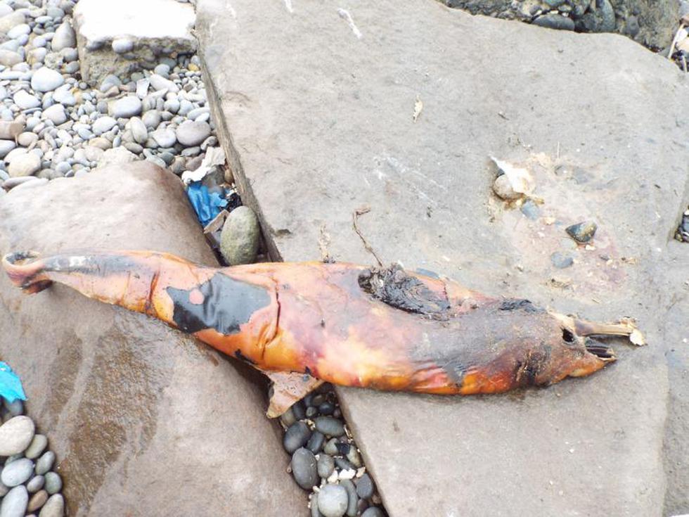 20 toneladas de basura se recogieron de playa del Callao (FOTOS)