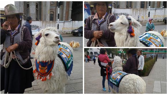 ​Alpaca que sufrió cobarde ataque de serenos regresó a plaza de Huaraz