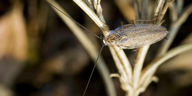 Descubren en América cucaracha antigua que se creía del Viejo Mundo