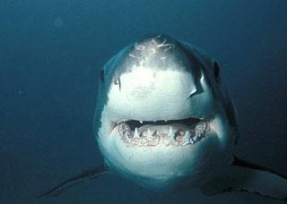 Australia: Se podrán matar a los tiburones que se acerquen a las playas