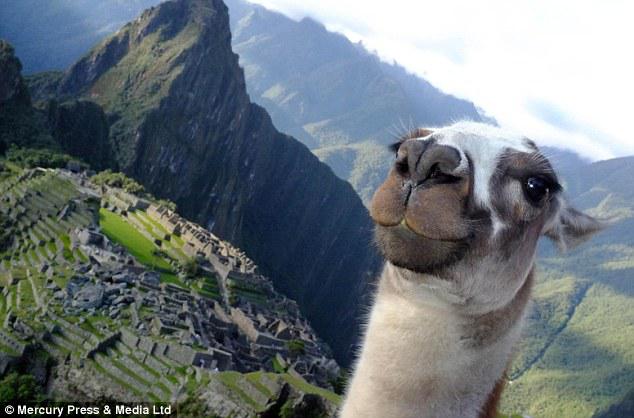 El selfie de una llama en Machu Picchu da la vuelta al mundo