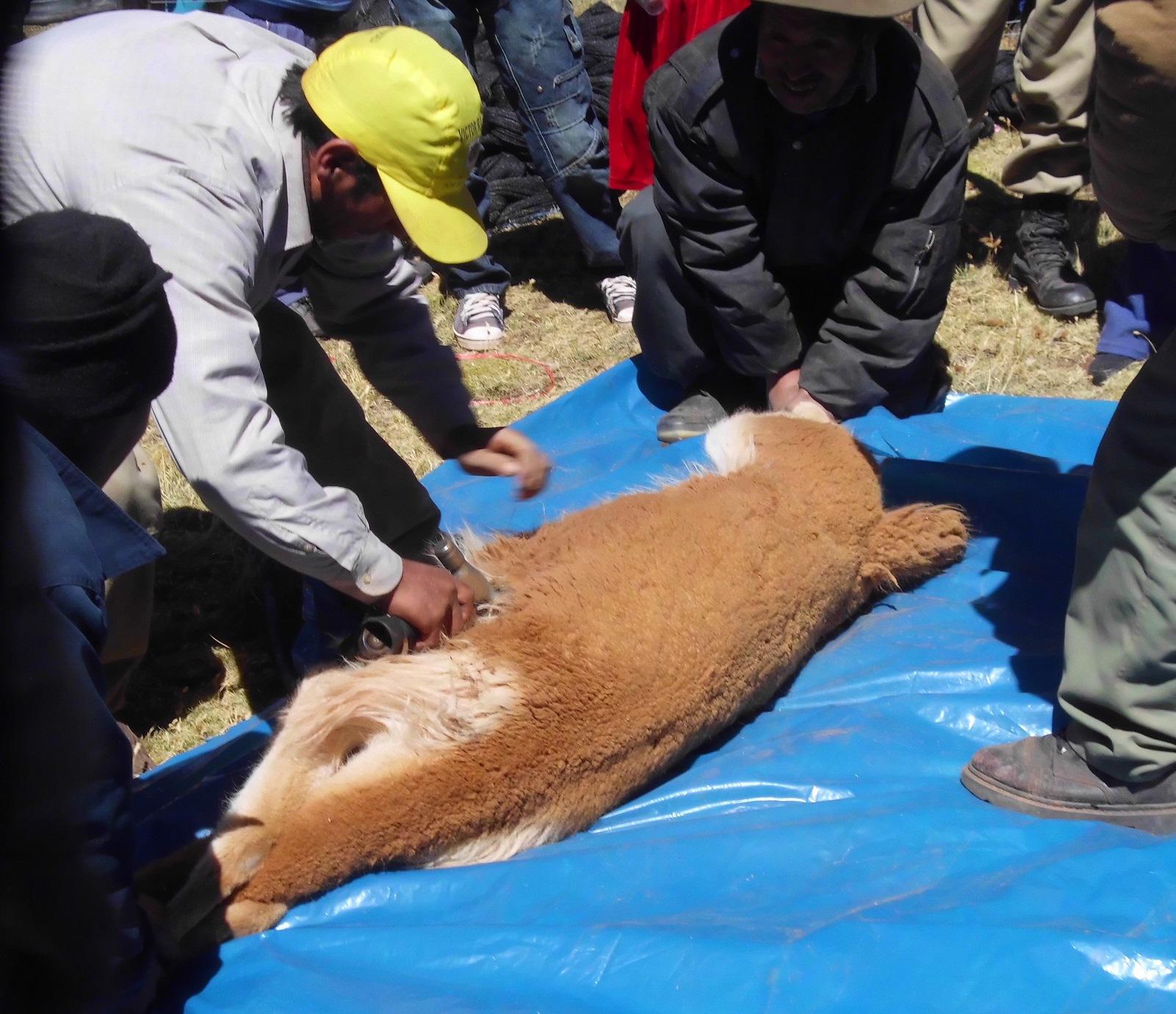 Chaccu de vicuñas genera hasta la fecha unos 2 mil 400 kilos de fibra