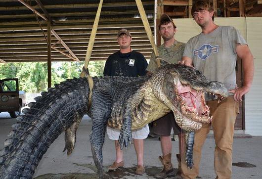 Capturan cocodrilo gigante de más de 300 kilos (VIDEO)