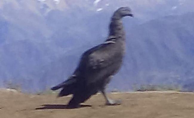 Pobladores ayudan a cóndor que se estrelló con cables de alta tensión (VIDEO)