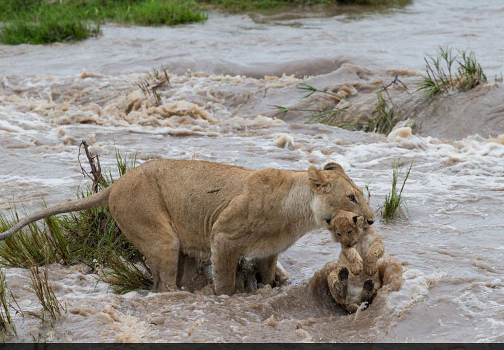 Leona ayuda a su cría a cruzar un caudaloso y peligroso río (FOTOS)
