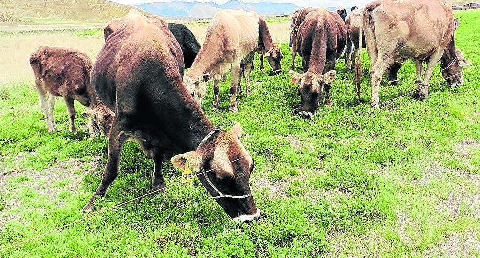 Déficit de pasto forrajero en San Juan de Salinas se solucionará