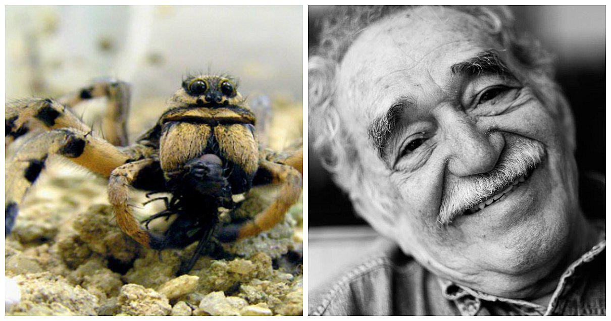 García Márquez: ​Nueva especie de tarántula bautizada en honor a nobel de literatura