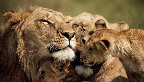 Kenia: Mueren tres leones envenenados en el parque del Masai Mara