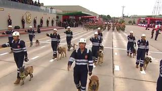 Desfile y Parada Militar: canes de la Brigada Multipropósito del Ejército desfilaron por su apoyo en rescates de personas