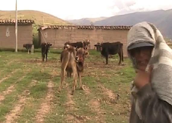 Abejas atacan a pobladores y dejan siete heridos 