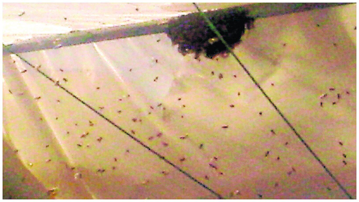 Enjambre de abejas causa pánico en tradicional feria dominical de Huancayo (VIDEO)