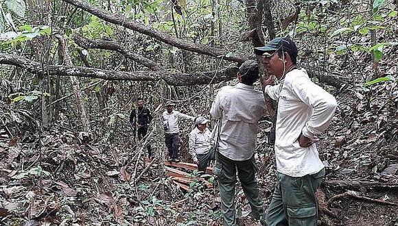 Existen 8 especies de flora en peligro por tala ilegal en el Parque Cerros de Amotape