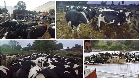 Gastan S/8 millones para comprar vacas y regalarlas a los ganaderos en un distrito de Tacna