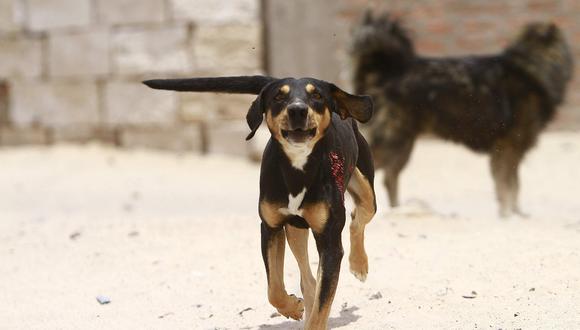 Primer caso de rabia canina del 2017 se presenta en distrito de Hunter