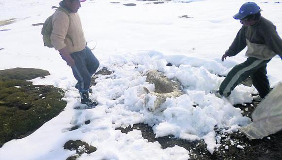 Denuncian que Gobierno Regional de Puno no actuó ante nevadas