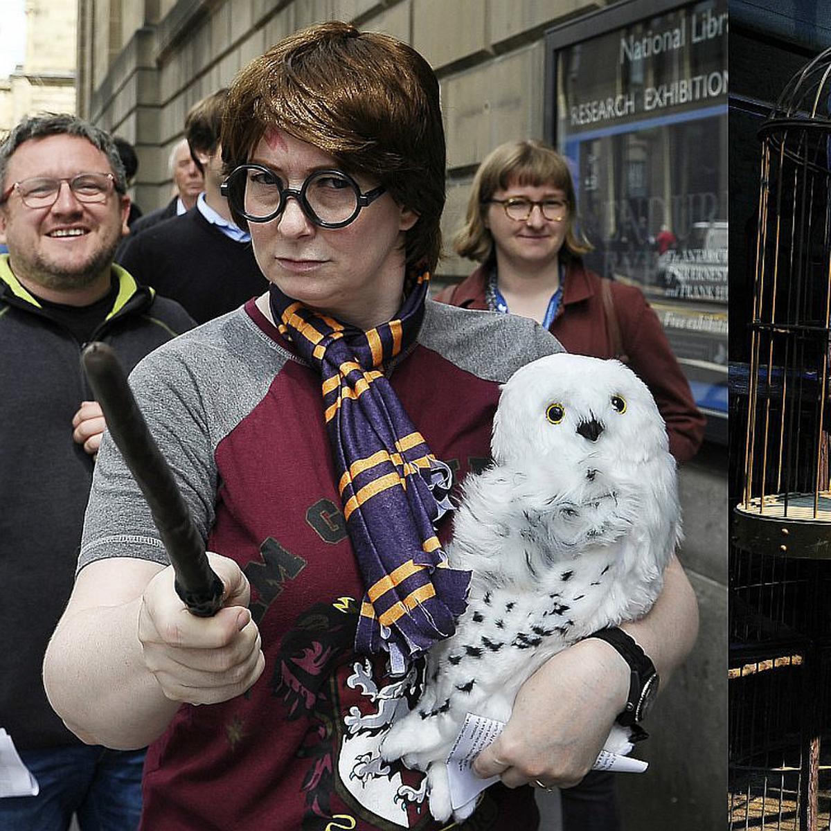 Harry Potter puede ser el culpable del creciente comercio ilegal de lechuzas