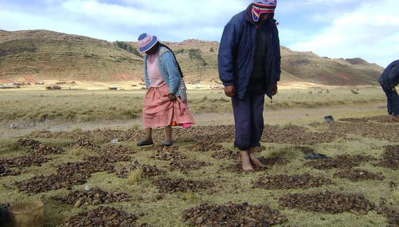 Heladas favorecen a la producción de chuño y tunta en Puno