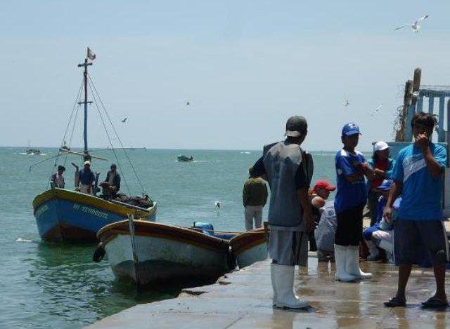  Tumbes: Plaga de la jaiba morada afecta a pescadores artesanales