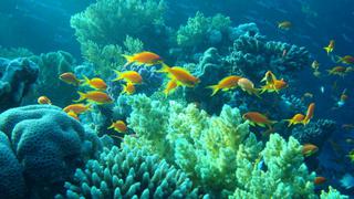Cambio climático amenaza con extinguir a las especies marinas tropicales