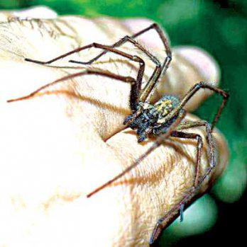 Enfermedad prevalente en la Región