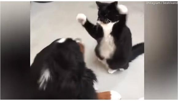 Gato aguerrido: pelea entre este pequeño felino y un enorme perro se hace viral [VIDEO]