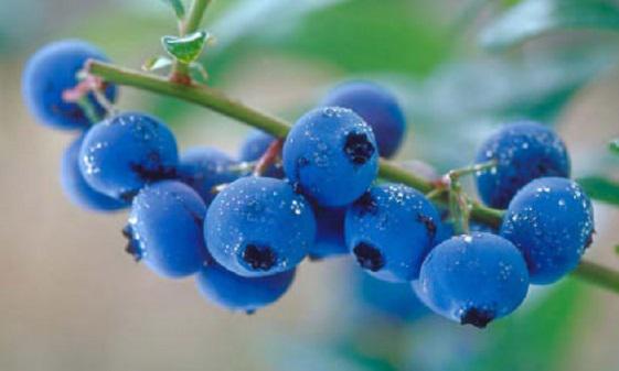 Conoce los beneficios del blueberry