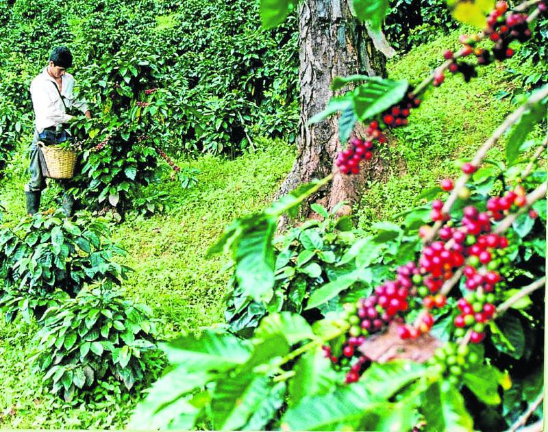Pichanaki: Producirán plantones de café en viveros