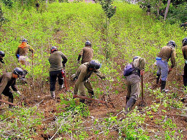 Cultivos de hoja de coca crecen 14% en Perú y llegan a casi 50 mil hectáreas, según la ONU