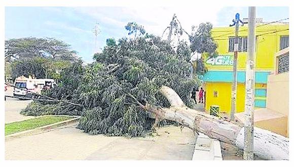 Talara: Cuatro personas se salvan de morir al desplomarse un árbol