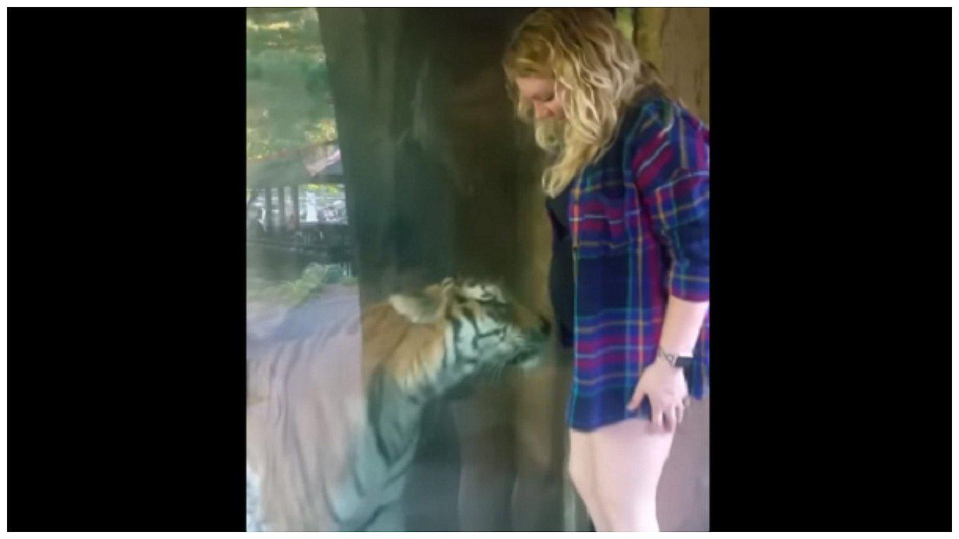 ​YouTube: mira el tierno momento protagonizado por embarazada y un tigre 