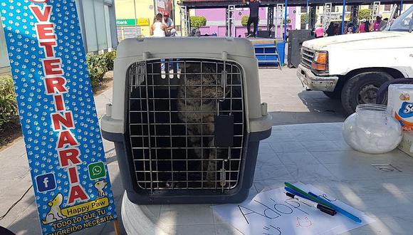 ​La Victoria: rescatan gatos callejeros de la Plaza Manco Cápac y los ofrecen en adopción