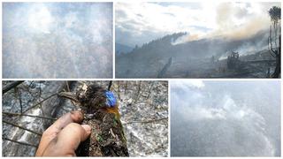 Negligencia: El origen de los incendios forestales