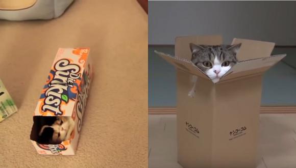 ¿Por qué los gatos están tan obsesionados con las cajas?